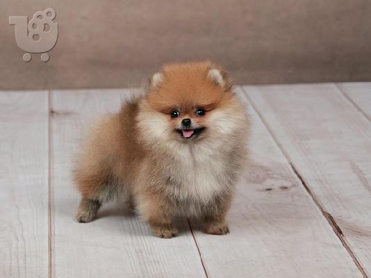 Pomeranian, όμορφα κουτάβια